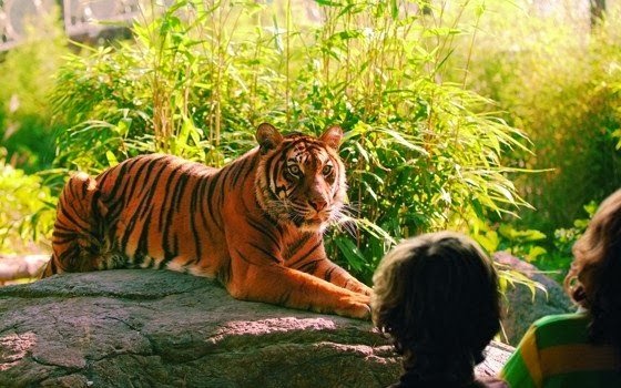 Tigre em zoológico na Holanda Tigre em zoológico na Holanda