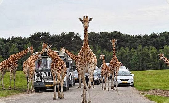 Safaripark Beekse Bergen na Holanda Safaripark Beekse Bergen na Holanda