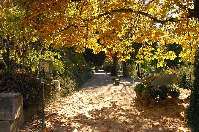 Árvores no Real Jardín Botánico em Madri Árvores no Real Jardín Botánico em Madri
