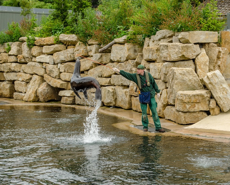 Foca no Zoológico de Dublin na Irlanda Foca no Zoológico de Dublin na Irlanda