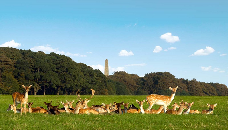 Animais no Parque Phoenix Park em Dublin Animais no Parque Phoenix Park em Dublin