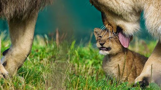 Leões no Zoológico de Dublin na Irlanda Leões no Zoológico de Dublin na Irlanda