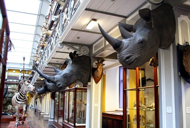 Museu de História Natural em Dublin Museu de História Natural em Dublin