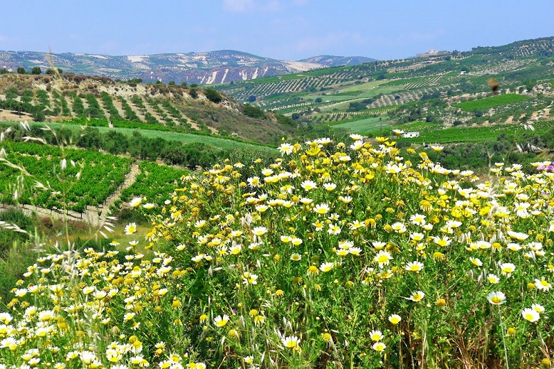 Primavera em Creta Primavera em Creta