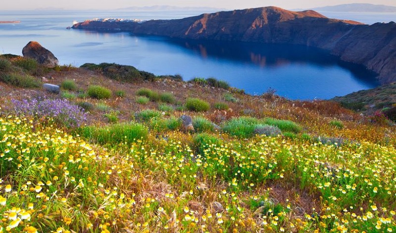 Primavera em Santorini Primavera em Santorini