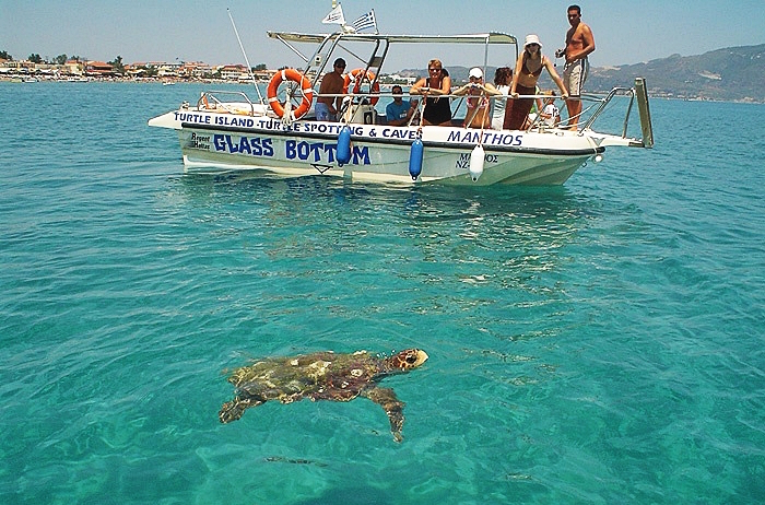 Tartarugas em Zaquintos Tartarugas em Zaquintos